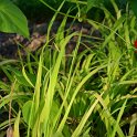 Millium effusum 'Aureum'